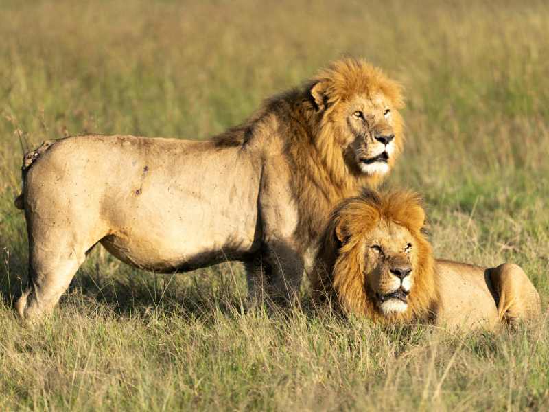 Lake Naivasha Safari – Hells Gate Cycling, Hiking, Rock Climbing, Swimming, Boat Tours, Walking Safaris – Day Trip Tours